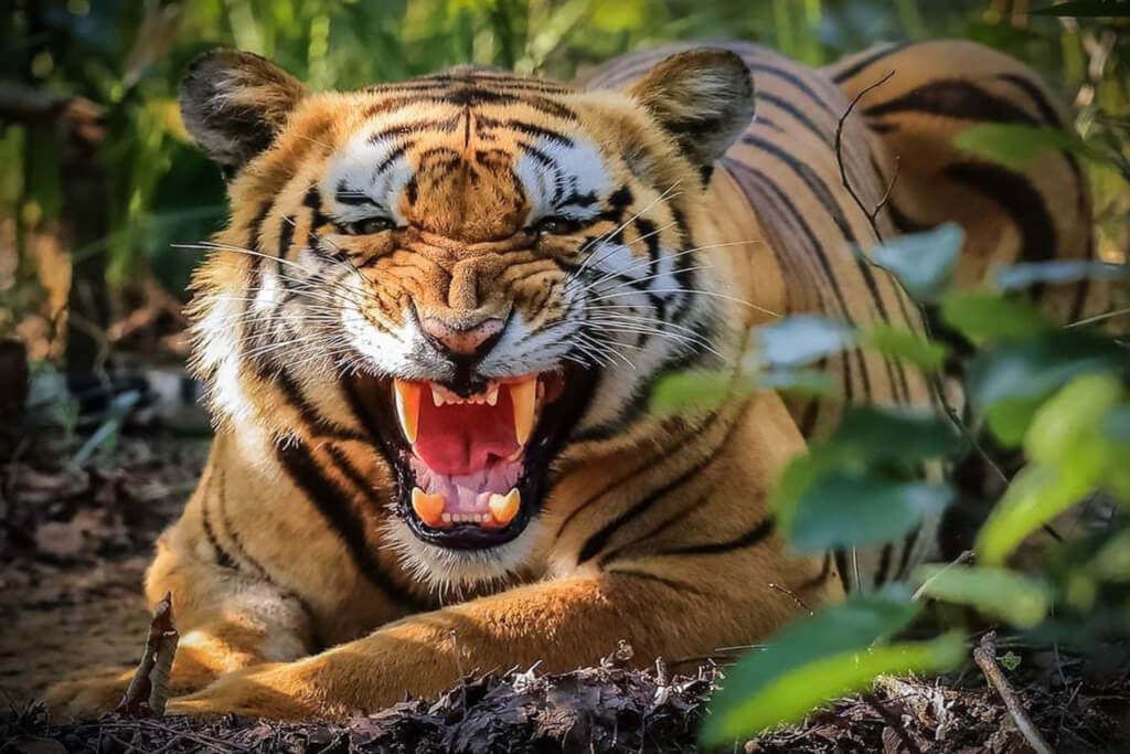 Rara lake Bardia Tour